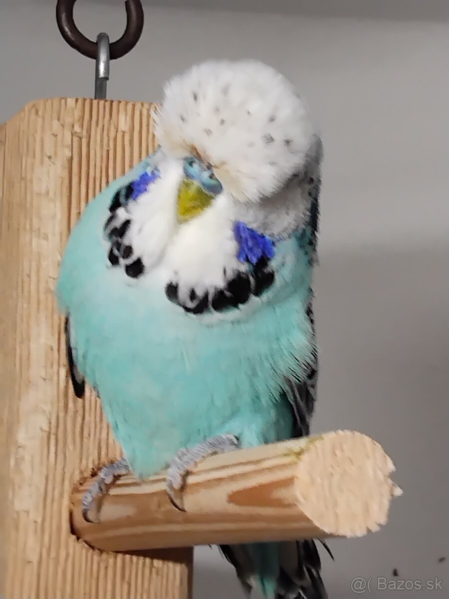 Výstavné andulky - 2