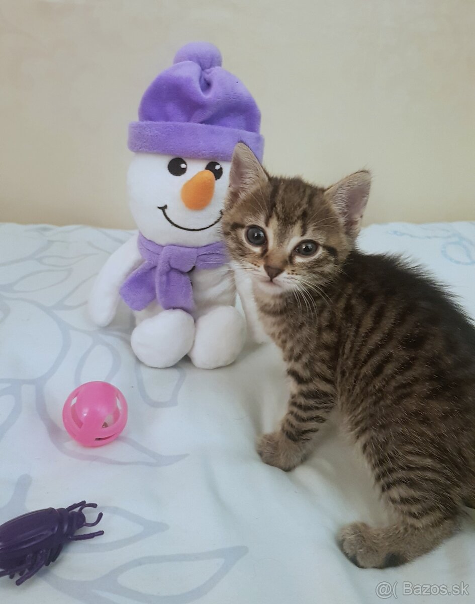 Stráženie a ubytovanie pre zvieratko - 2