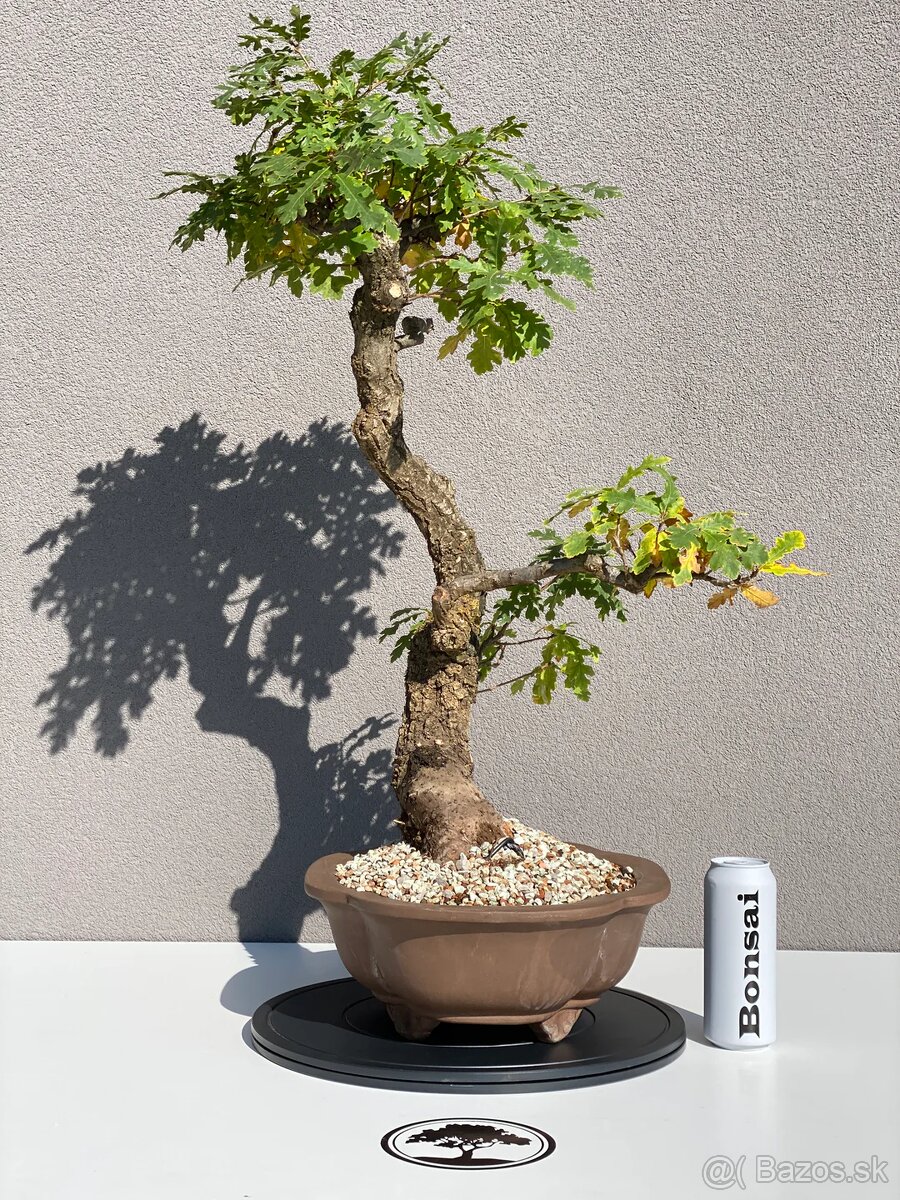 Bonsai Dub, Quercus petraea - 2
