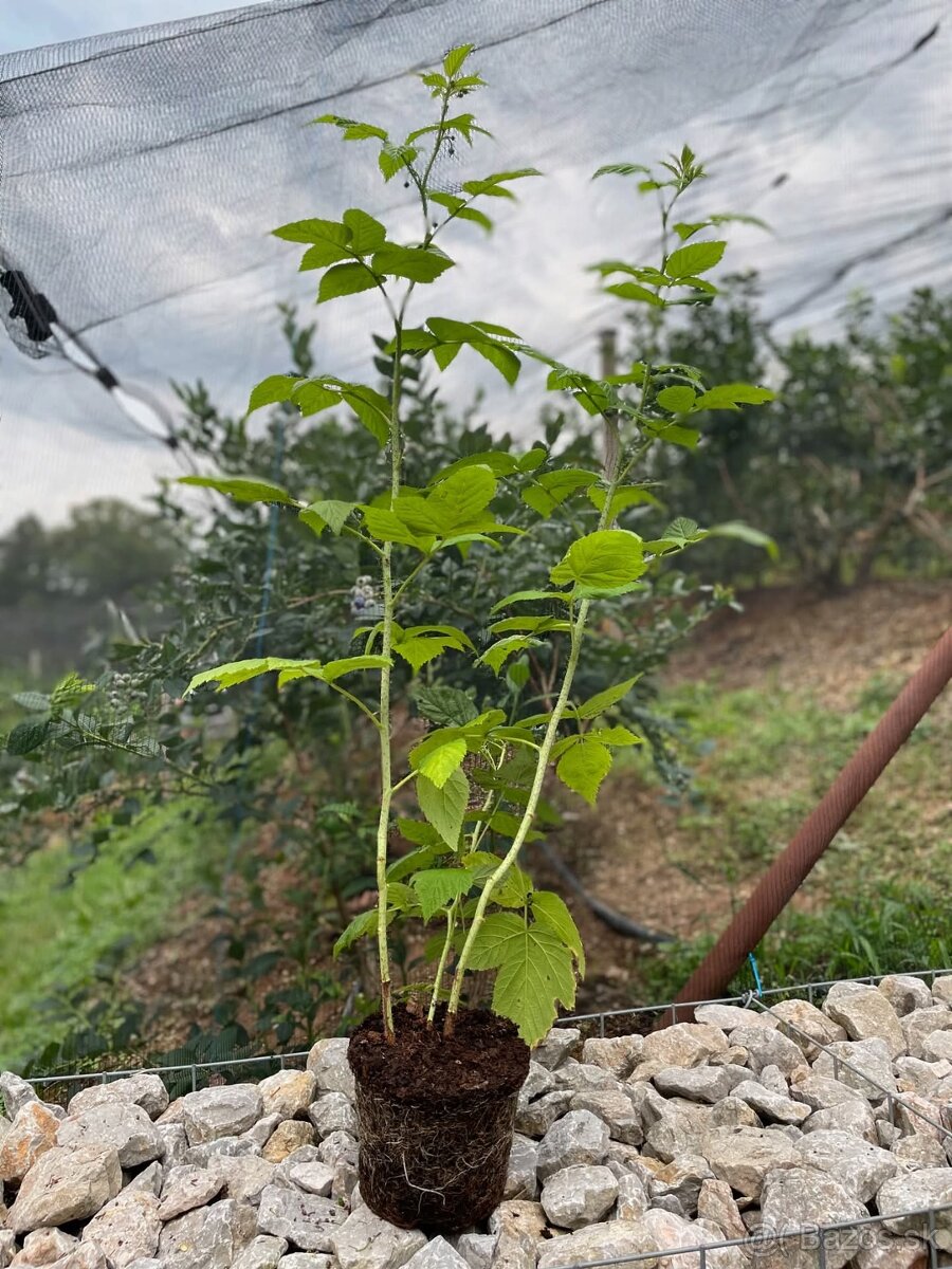 Sadenice prebytky z malin, aronie , brusnic, jahod a ribezle - 2