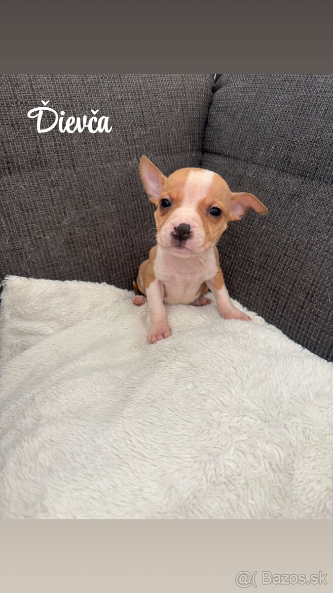 Americký staford – šteniatka na predaj - 2