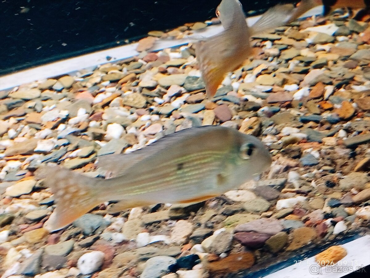 geophagus surinamensis - 2