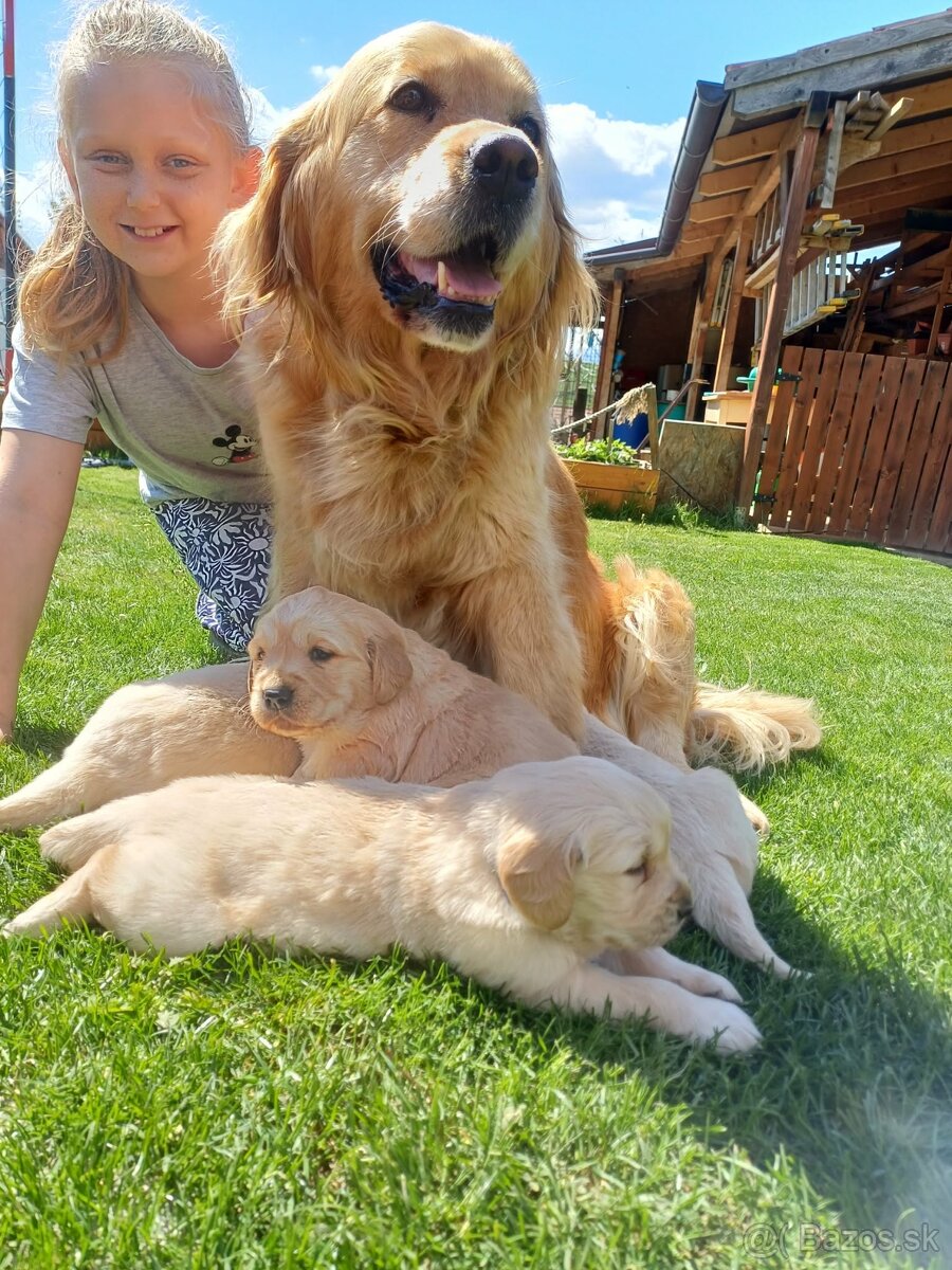 Zlatý retriever - 2