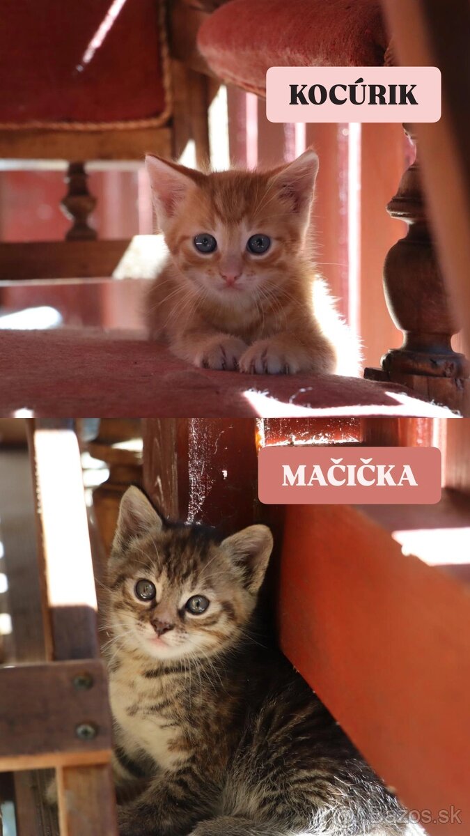 DARUJEME MAČIATKA :) - 2