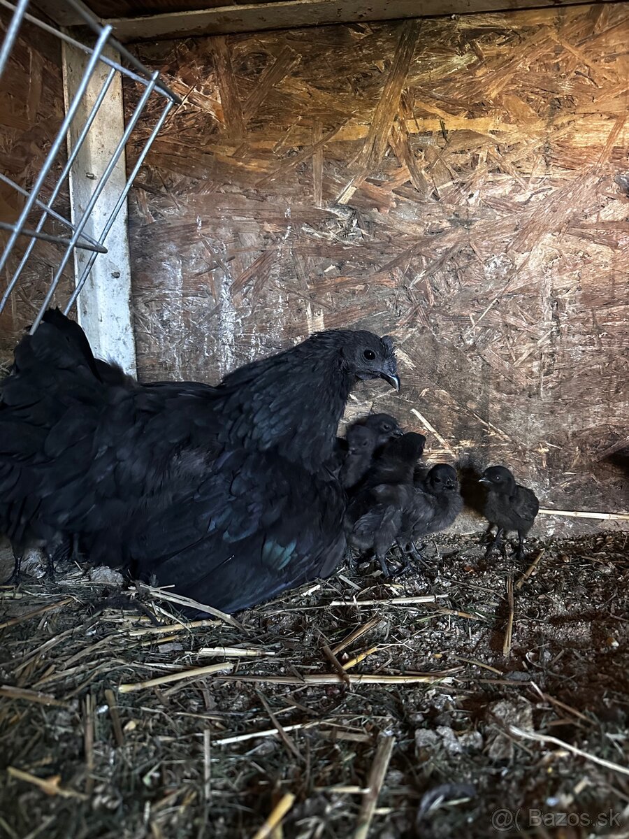 Kuriatka Ayam Cemani - 2