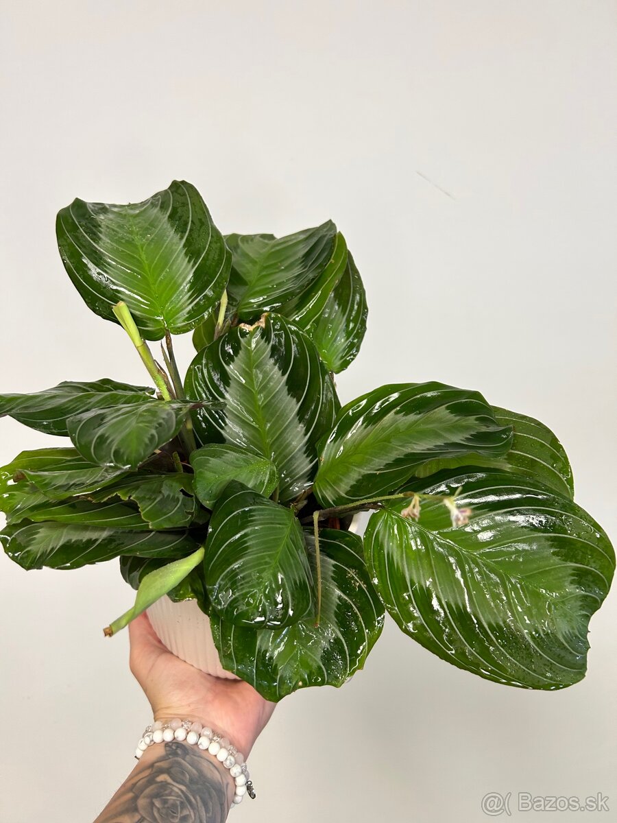 Maranta leuconeura ‘Silver Band’ - 2