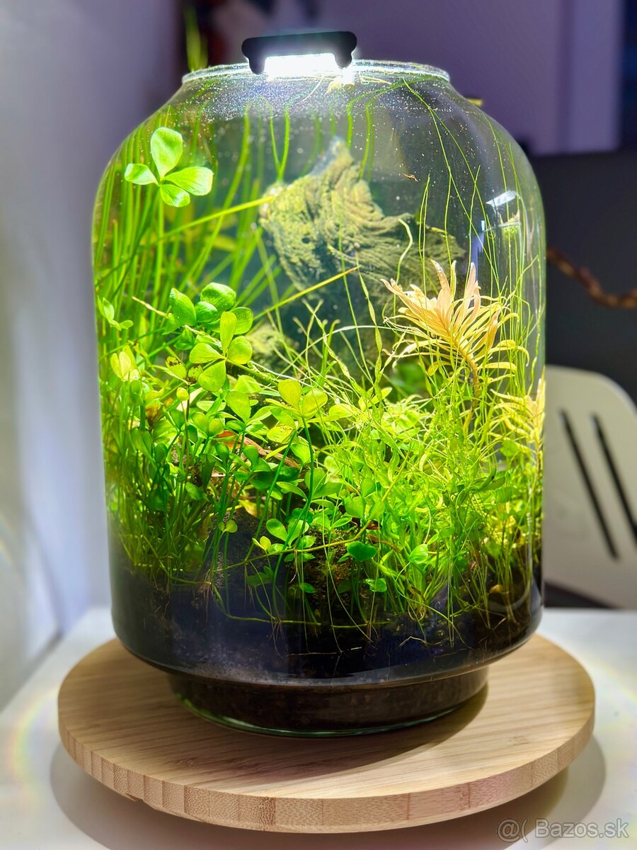 Mini akvarium 10l - 2