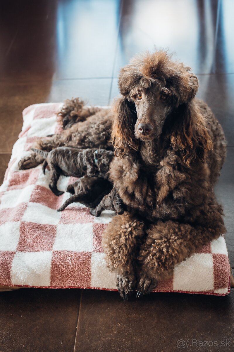 Pudl velký královský - hnědý - 2