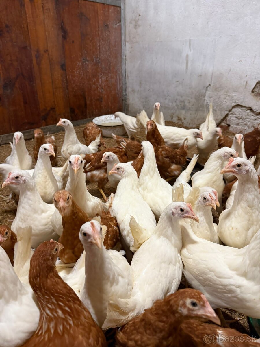 Predám mládky 20 týždňové
Nosnice - 2