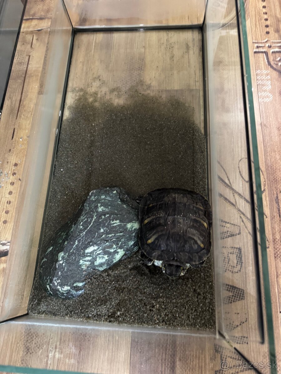 Korytnačka s Akváriom 45l svetlami aj potravou - 2