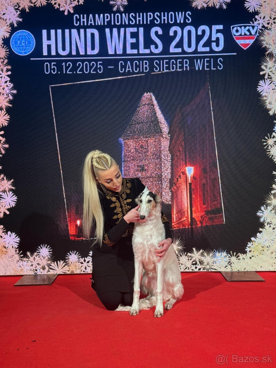 Ruský chrt Barzoj (borzoi) s PP - 2