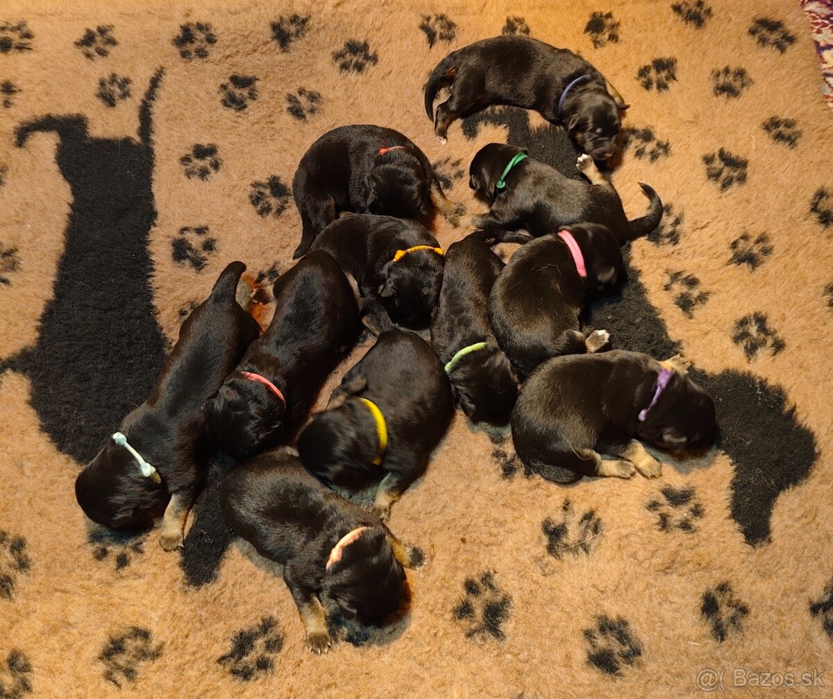 Nemecký ovčiak šteniatka - 2