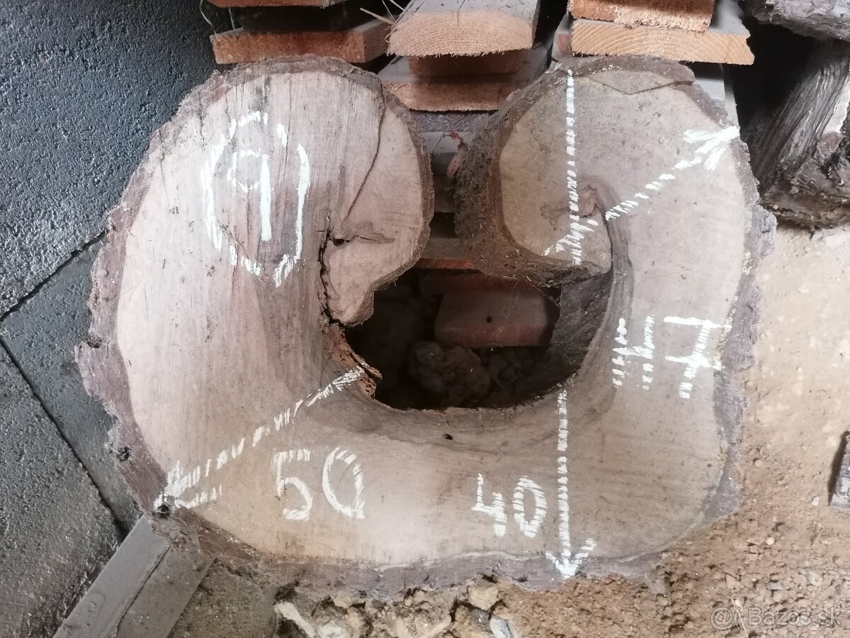 Orech - priečny rez - 2