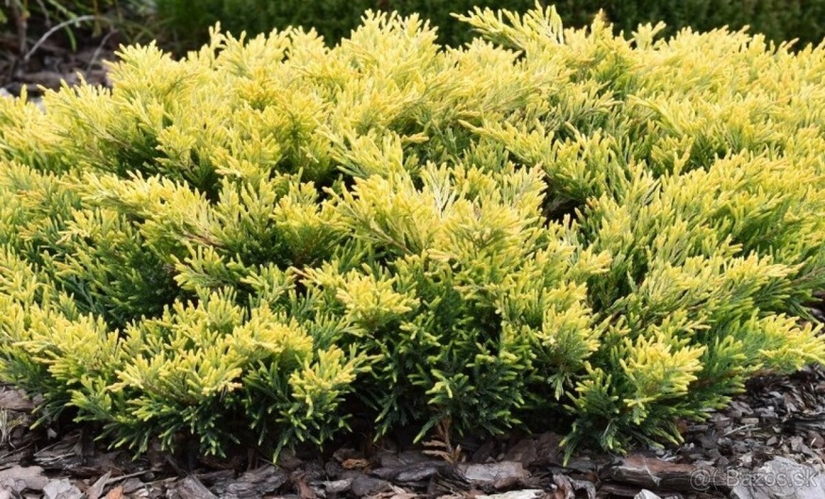 Predám prebytky rastlín borievka limelglow - 2