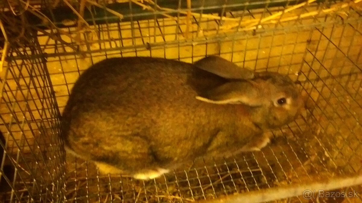 predám králiky - 2