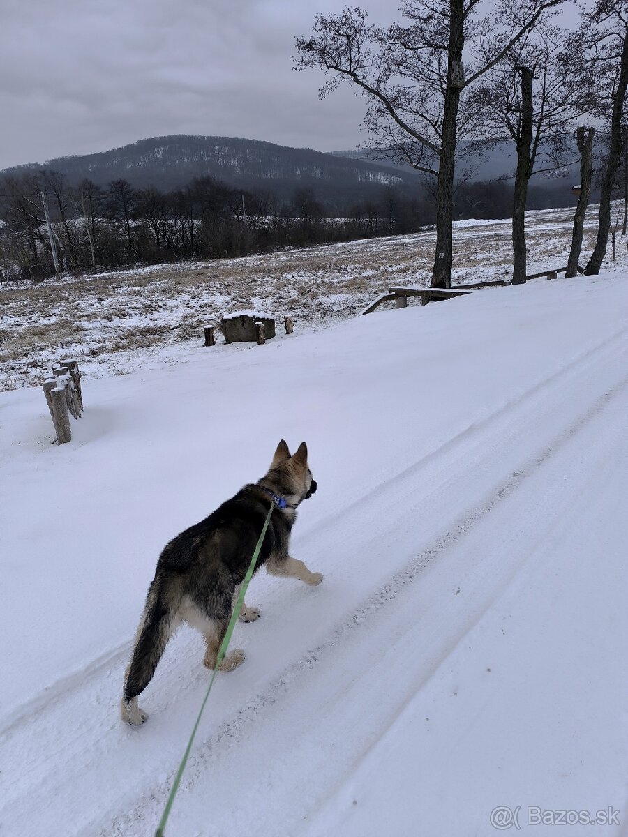 Nemecký ovčiak - 2
