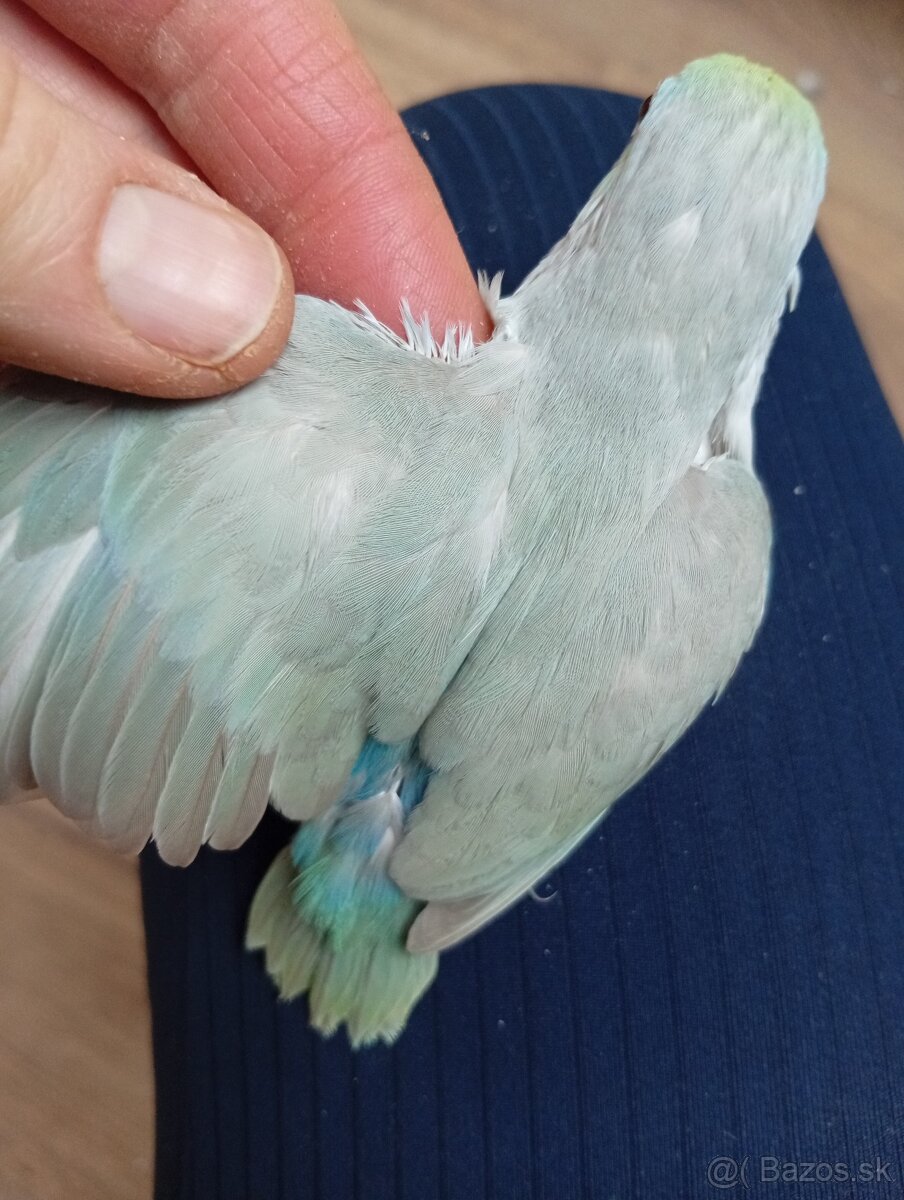 Forpus, papagájik šedokrídly - 2