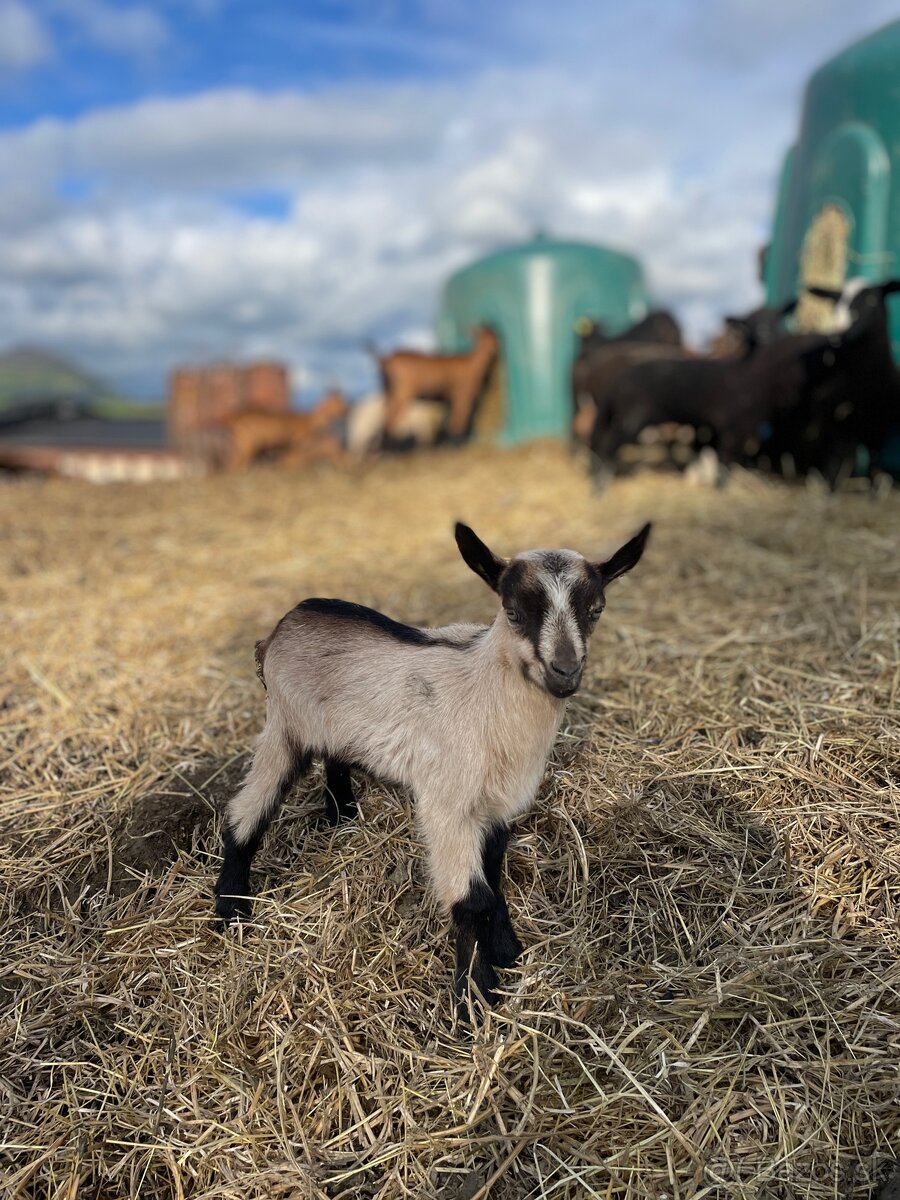 Predám kozľatá - 2