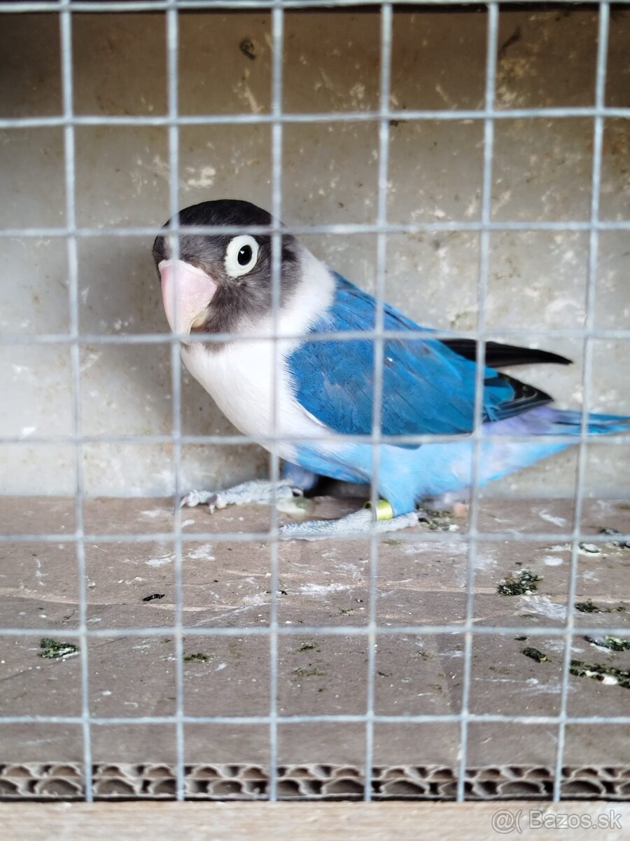 Agapornis škraboškovy - 2