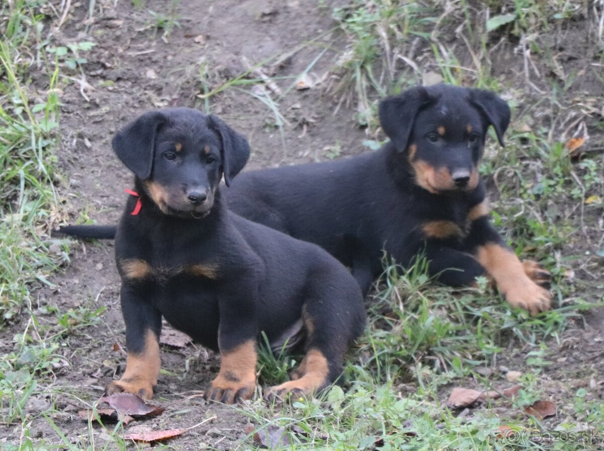 Beauceron s PP - 2