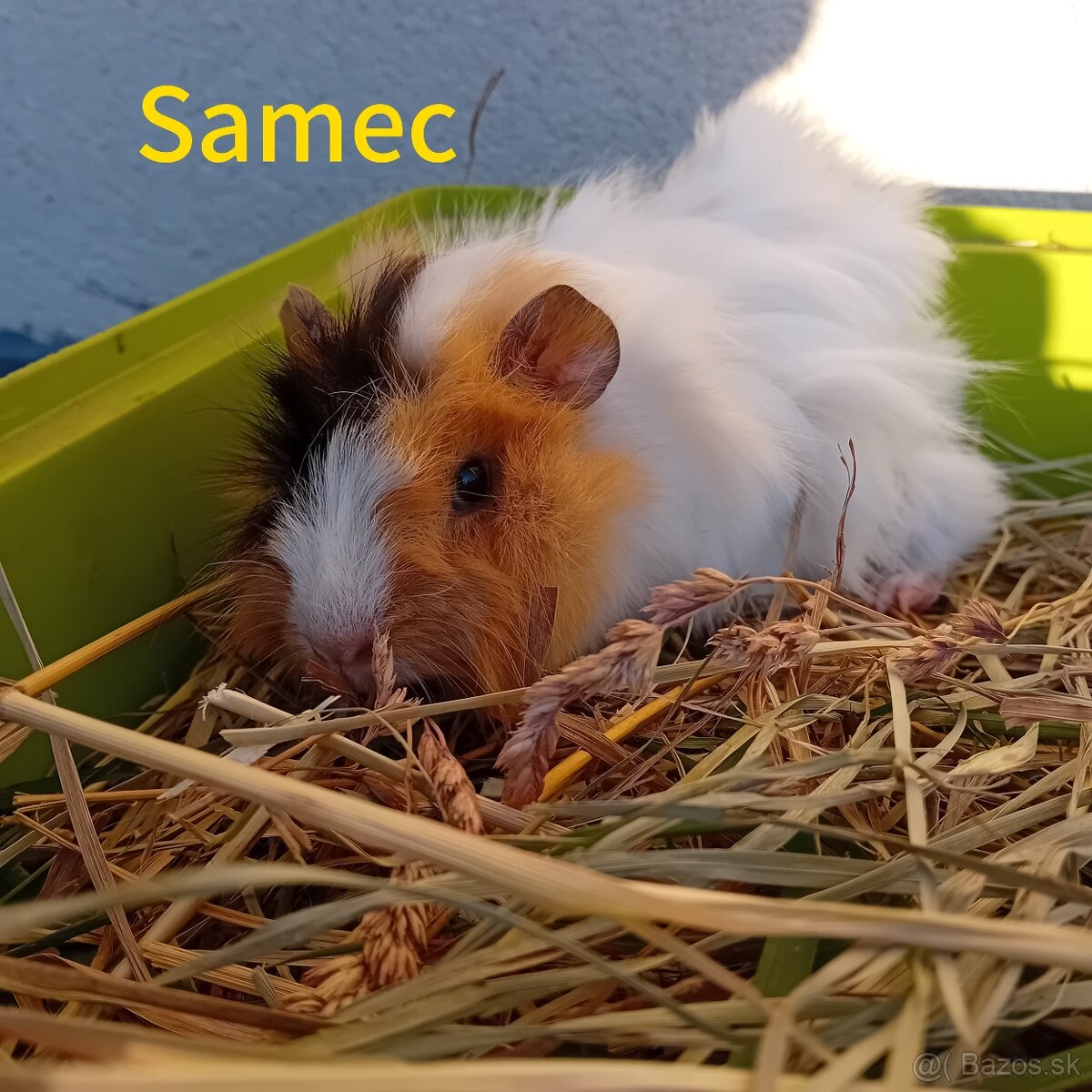 Predám morčatá - 2