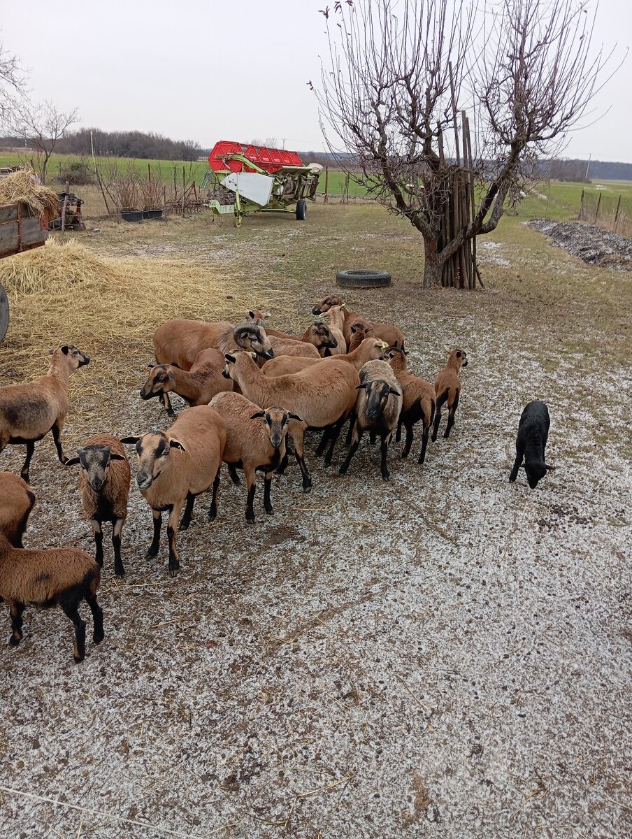 Predám kamerunske ovce - 2