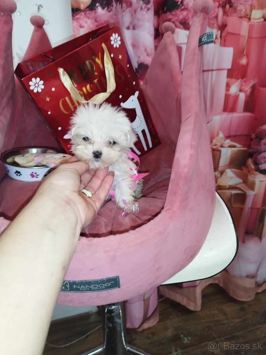 Mini maltezak šteniatka - 2