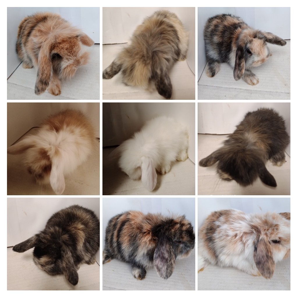 Zdrobnelý zakrslý králik - 2