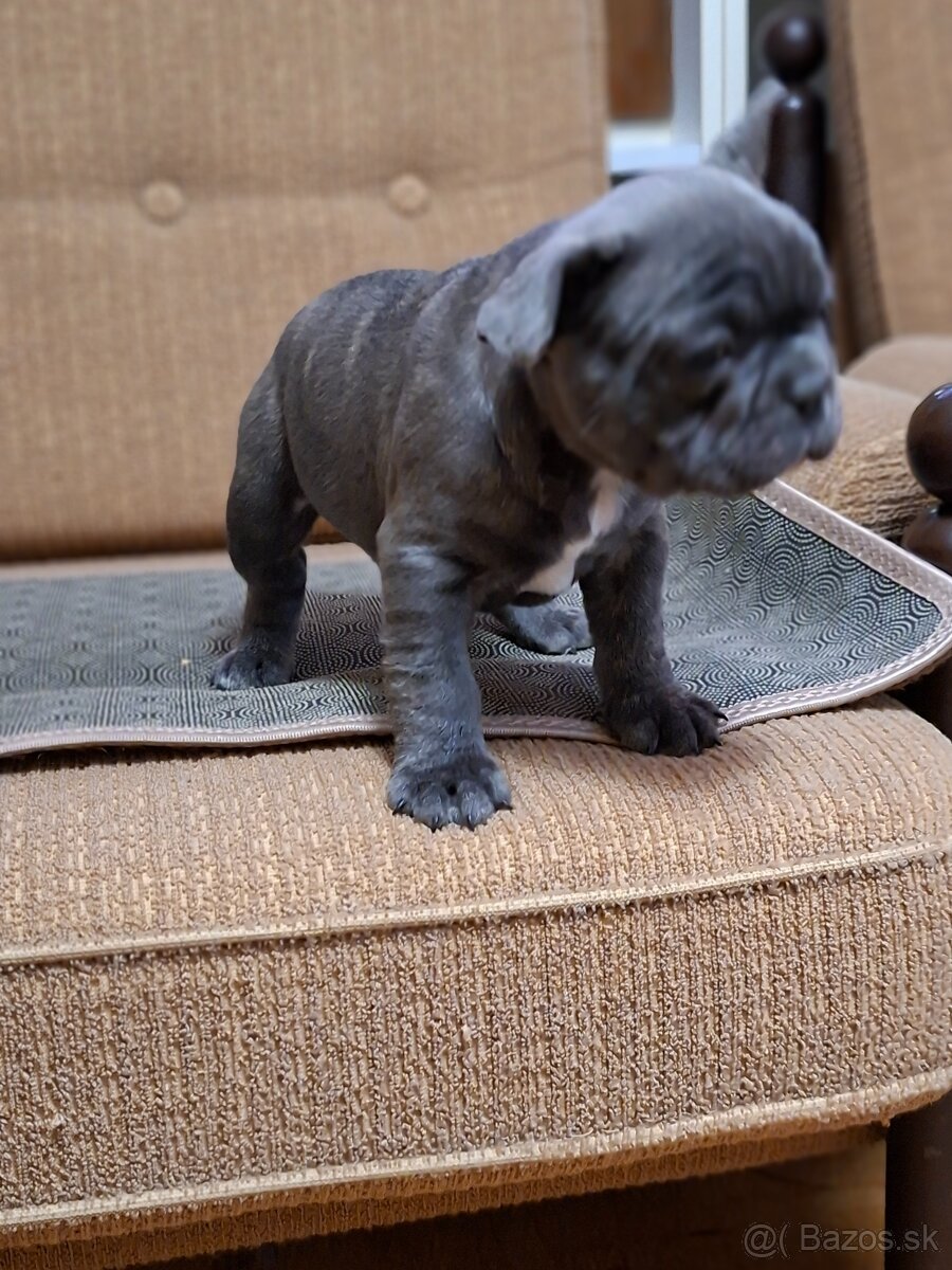 Francúzsky buldoček - 2