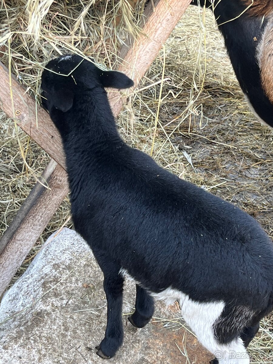 Baran,kamerunska koza - 2