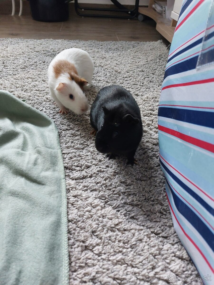 Predám 2 samičky morčiat + novú klietku - 2