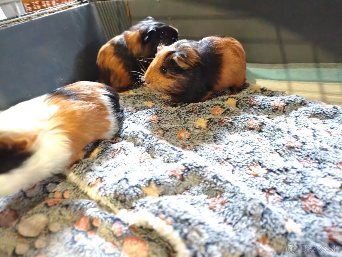 Morske prasiatko - 2