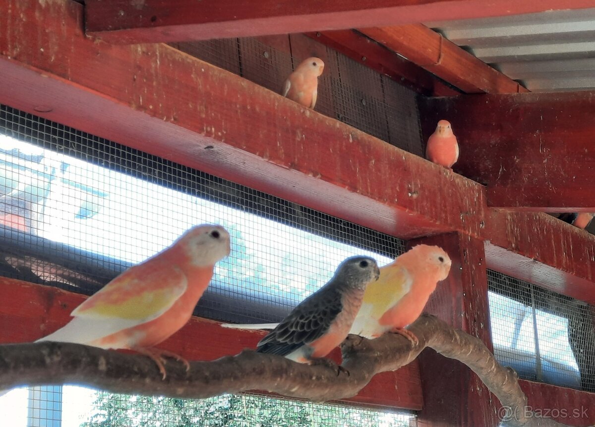 Neoféma bourkova - 2