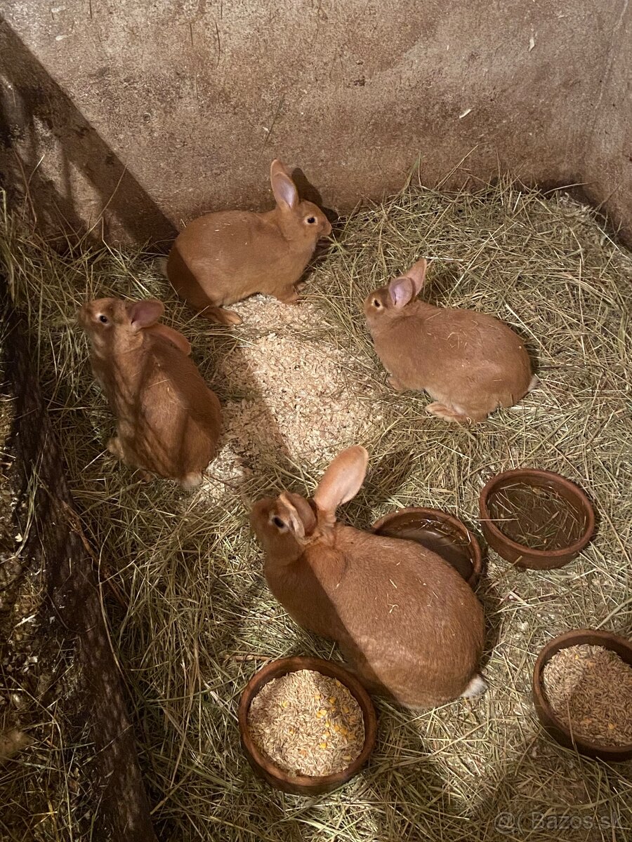 Burgundske kraliky - 2