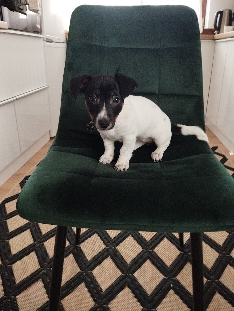 Jack Russel terier - 2