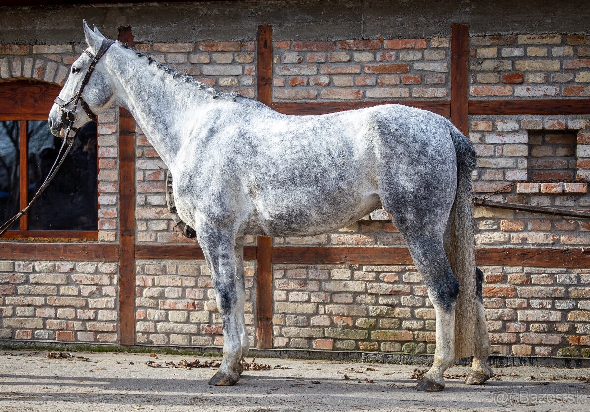 predam KWPN kobylu - 2