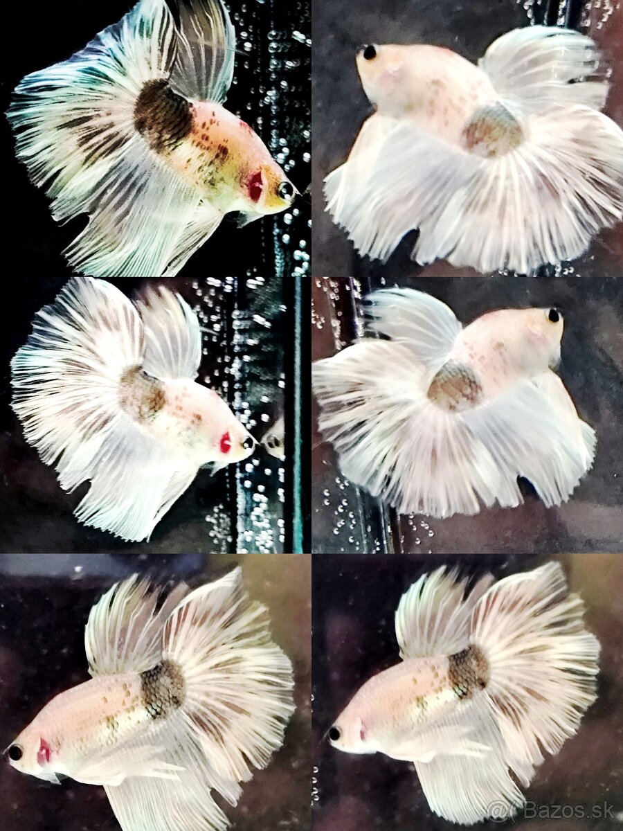 Betta Splendens - Bojovnica Pestrá. - 2