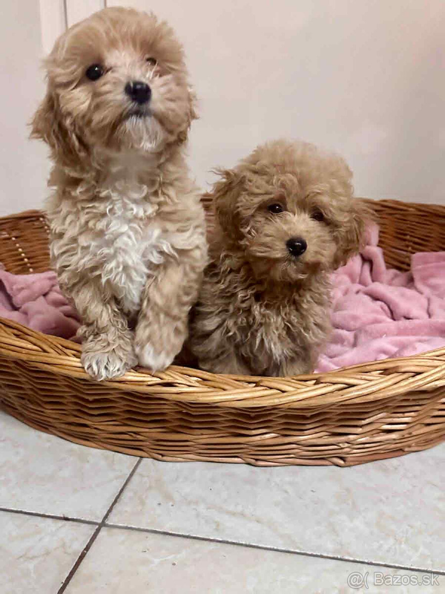 Maltipoo, pudel, pudlik, maltezak - 2