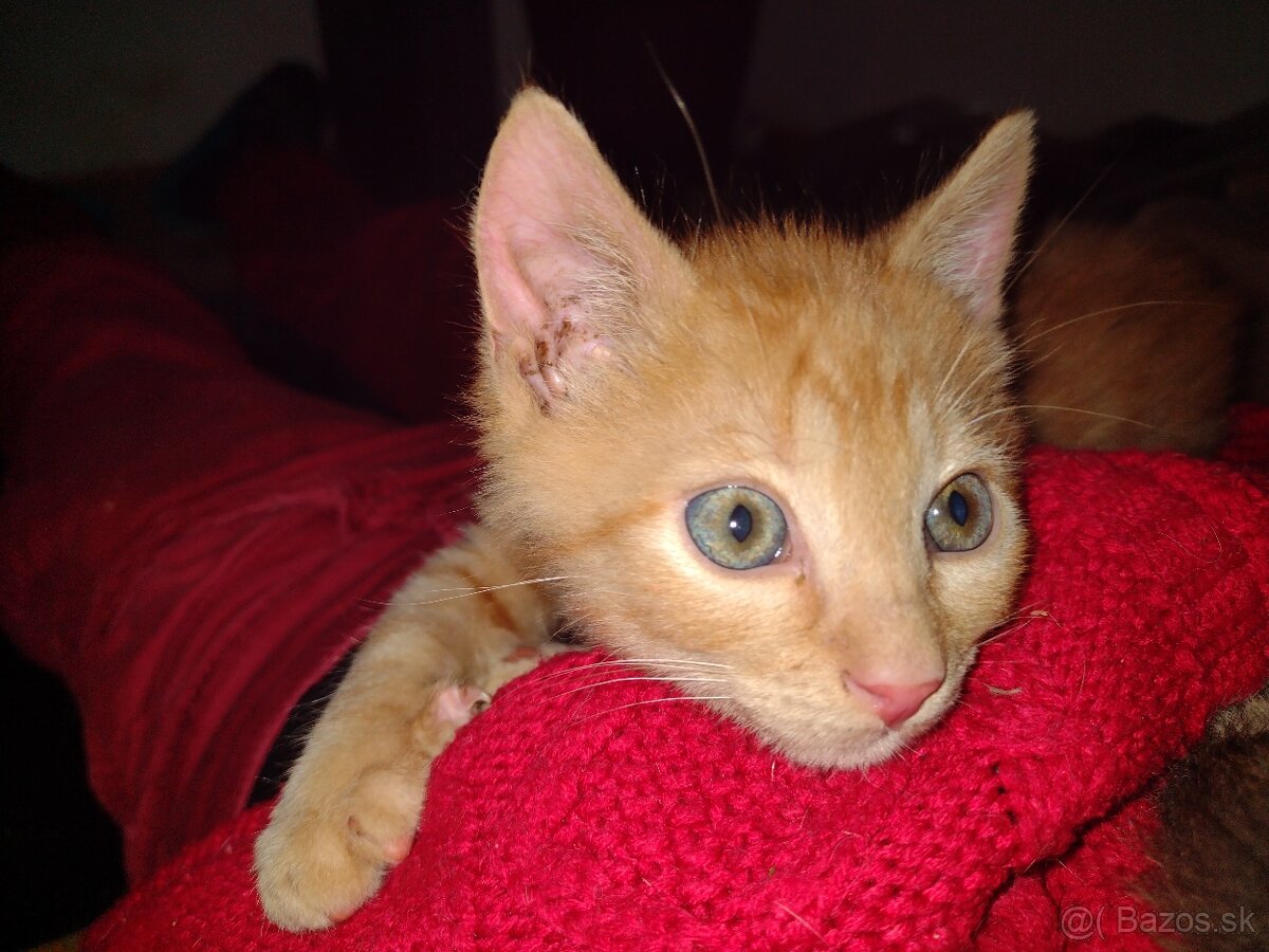 Mačiatko, mačiatka na adopciu - 2