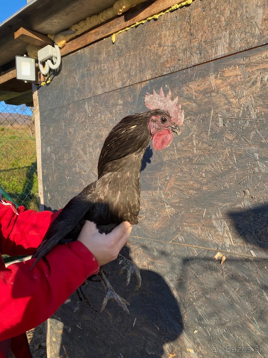 Ayam Cemani kohuti - 2
