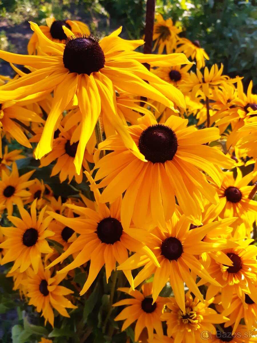 Rudbeckia srstnatá žltá - 2