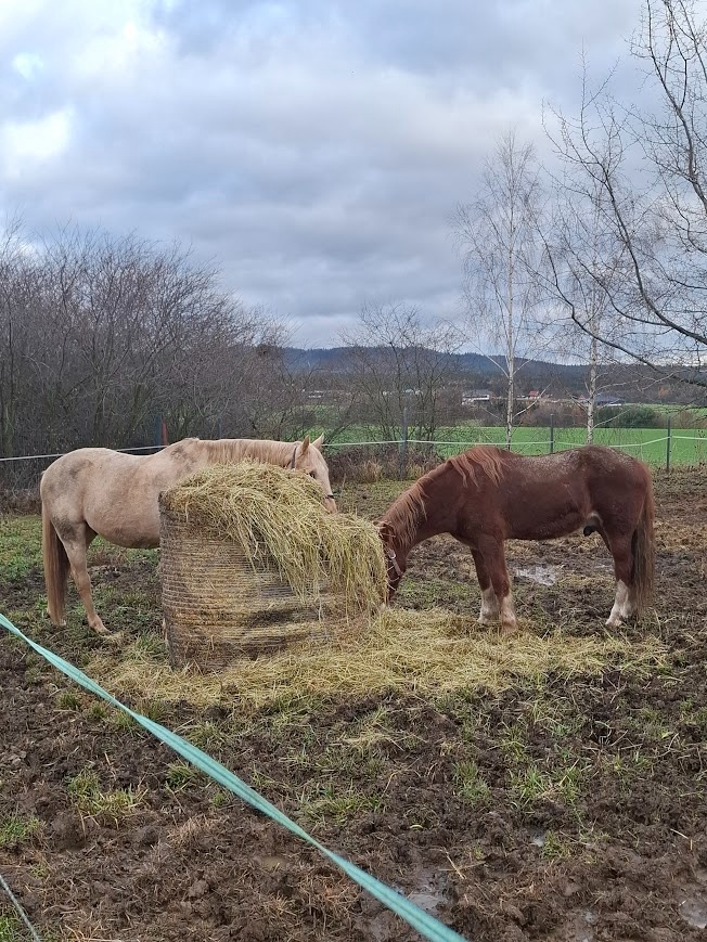 Valach welsh cob - 2