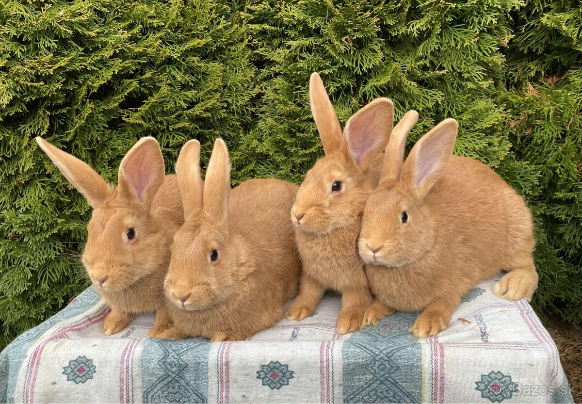 Burgundské králiky - 2