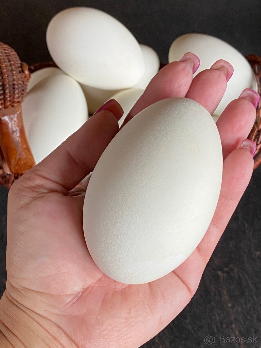 Husacie vajca - 2