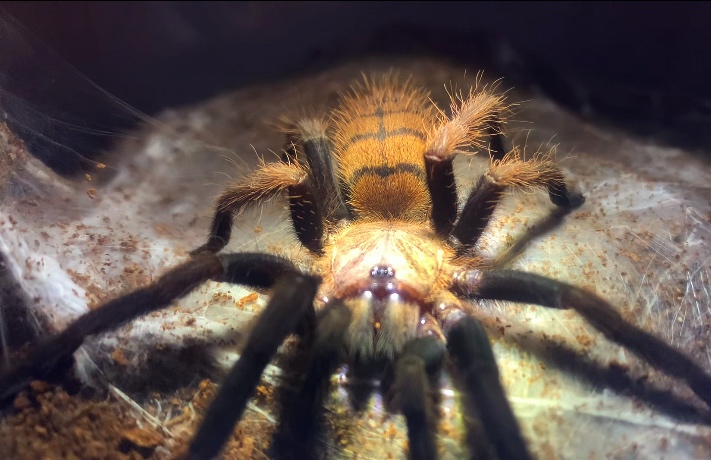 Tarantula,vtackar - 2