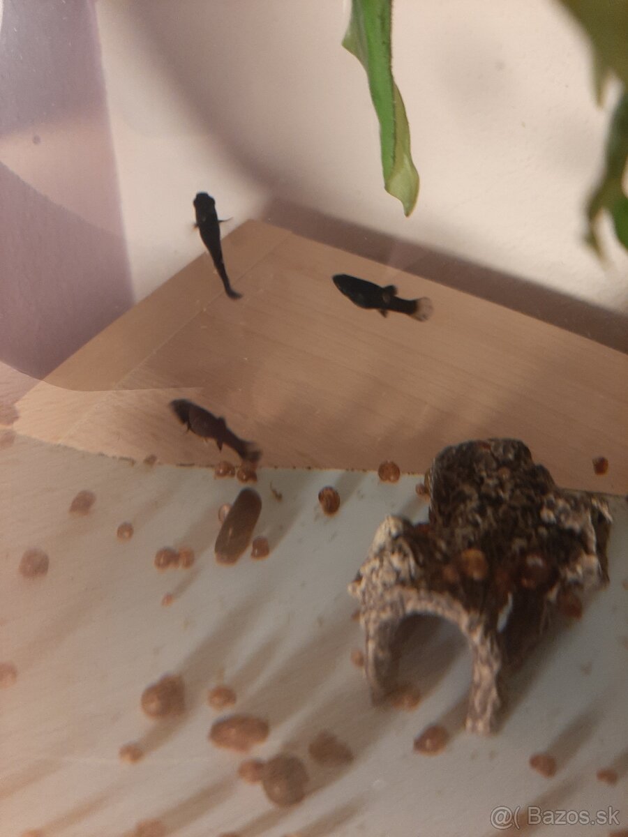 Slimak Kotuľka hnedá - 2