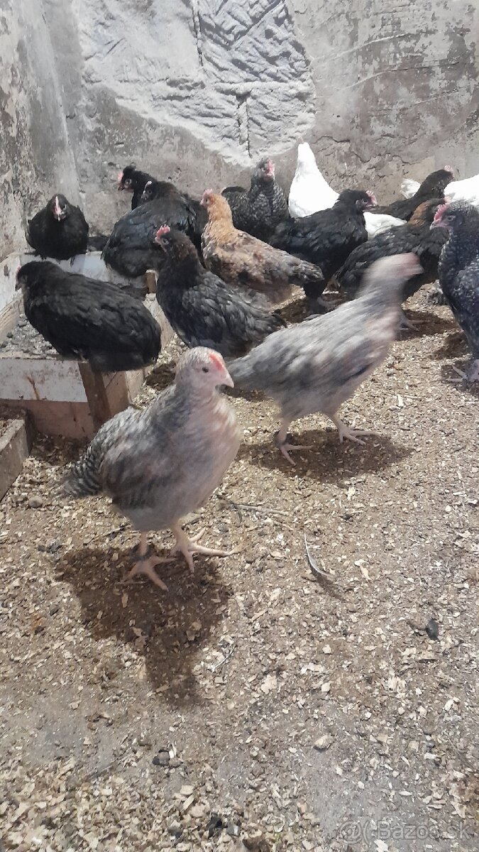 Predám kohutikov. - 2