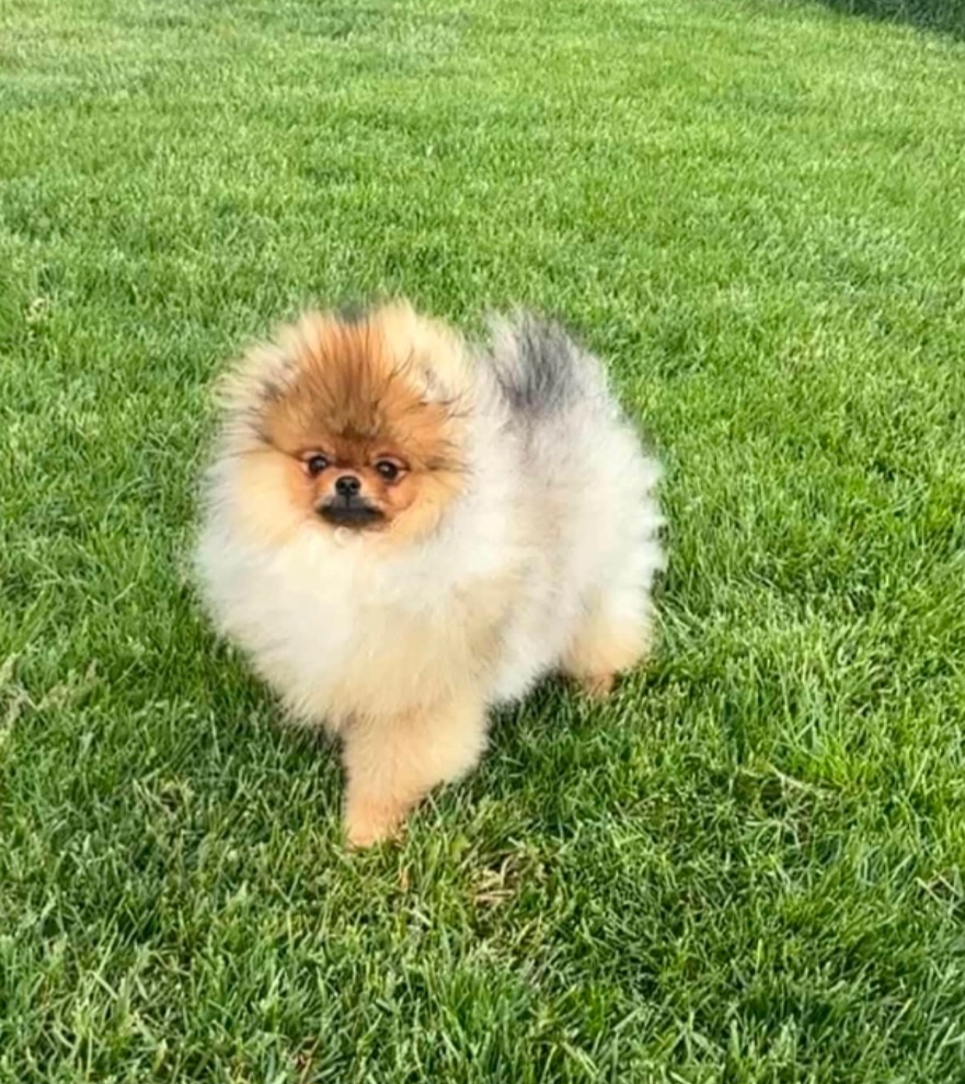 Pomeranian - 2