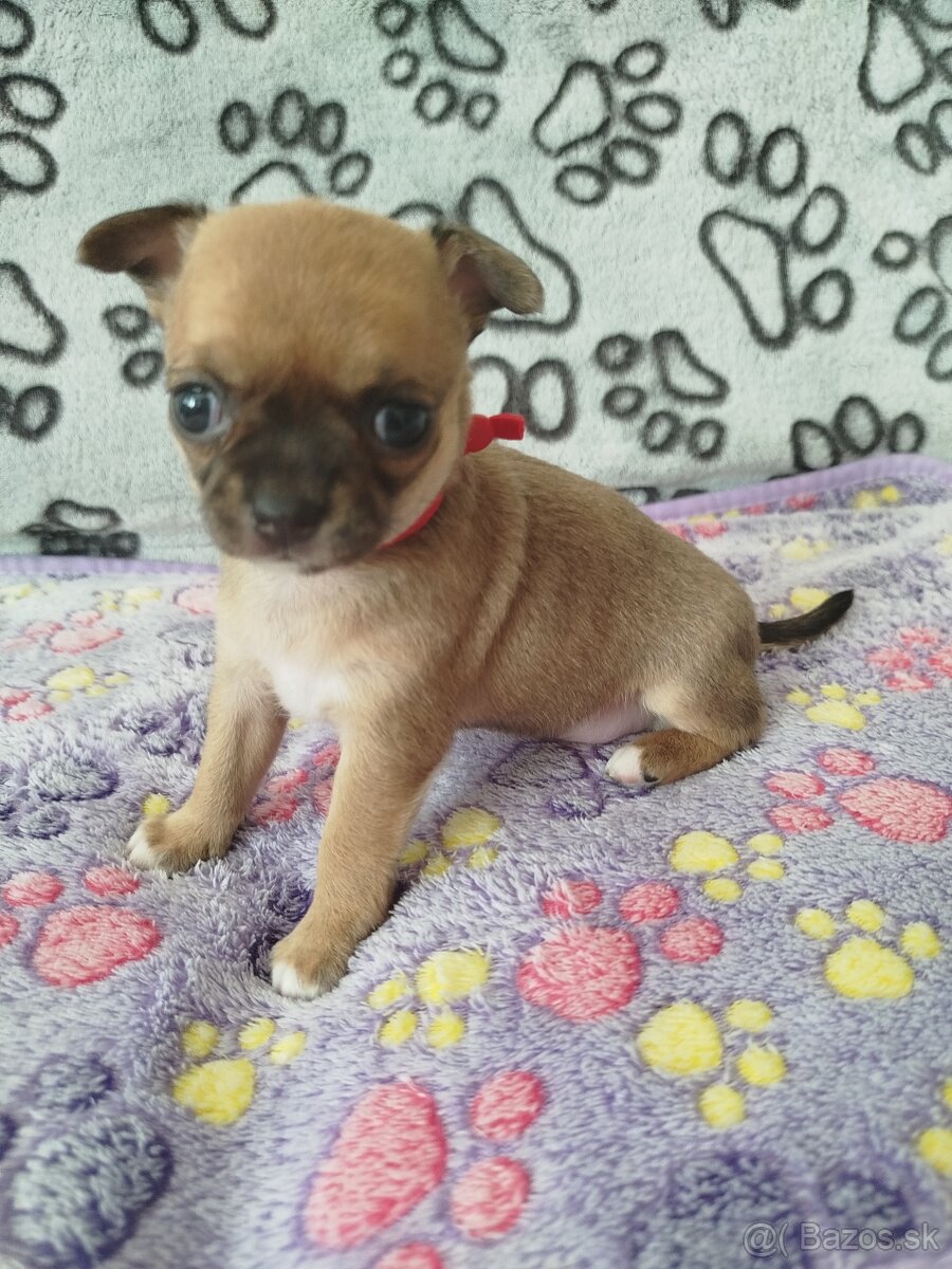 Čivava mini fenka krátkosrstá - 2