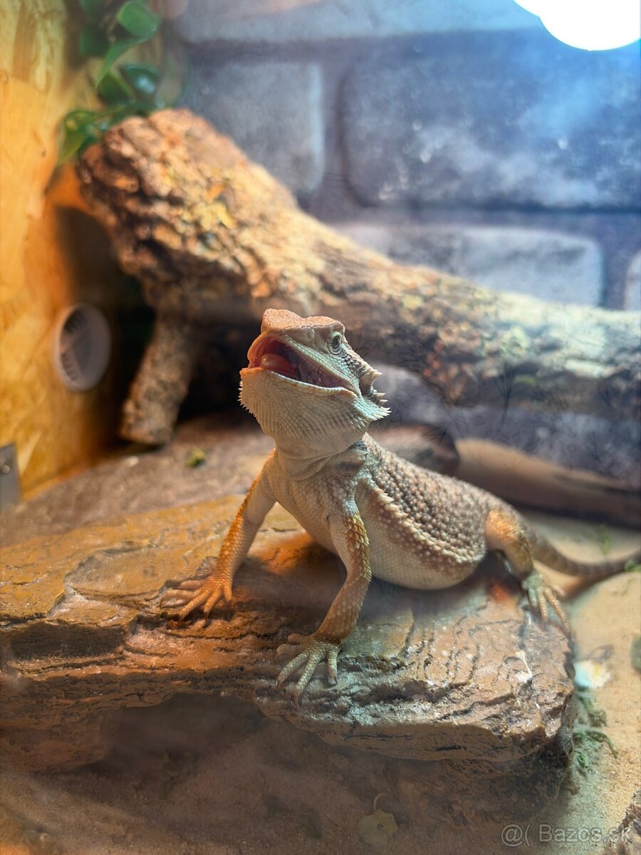 agama bradatá - 2